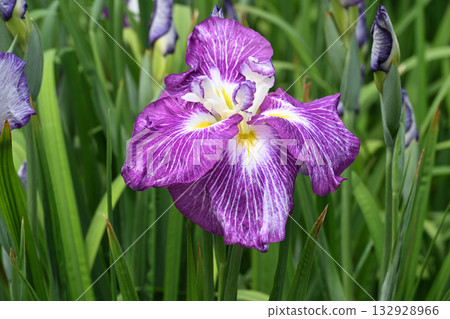 鳶尾花/水無月園 132928966