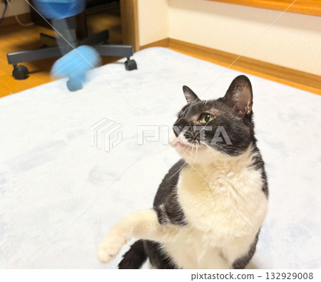 一隻黑白貓在玩藍色玩具 一隻黑白貓在玩藍色玩具 132929008