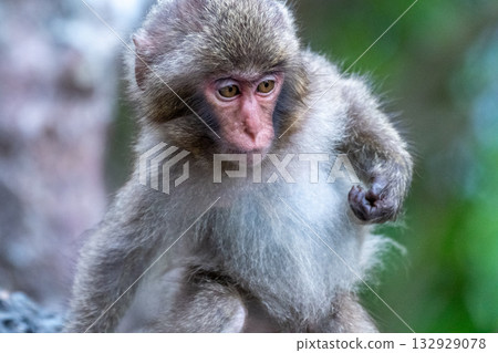 Yakuzaru (Monkeys) on vigil at Yakushima, a World Heritage Site (Summer) Yakuzaru (Monkeys) on vigil at Yakushima, a World Heritage Site (Summer) 132929078