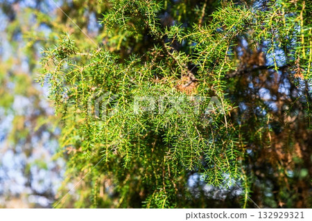 Close-up of Juniperus rigida branch with sharp green needles and small brown cones. Detailed view of cypress family foliage in natural sunlight. Close-up of Juniperus rigida branch with sharp green needles and small brown cones. Detailed view of cypress family foliage in natural sunlight. 132929321
