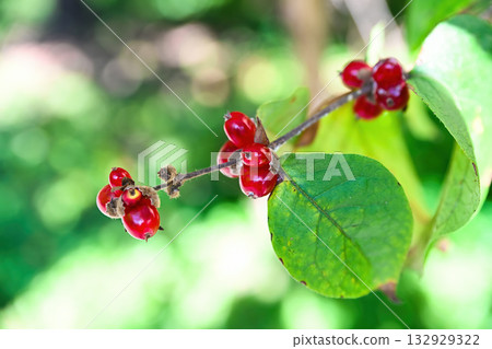 Close-up of red berries of Lonicera xylosteum fly honeysuckle in sunlight at Vladivostok Botanical Garden, Primorsky Krai, family Caprifoliaceae. 132929322