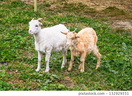 Two young baby goats, one white and one light brown, standing on green grass in a rural farm. Cute and gentle farm animals in peaceful countryside. 132929331
