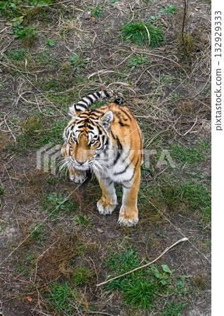 Amur tiger standing on the ground in Primorsky Krai, Russian Far East. The majestic Siberian tiger looks alert in its natural environment. Amur tiger standing on the ground in Primorsky Krai, Russian Far East. The majestic Siberian tiger looks alert in its natural environment. 132929333