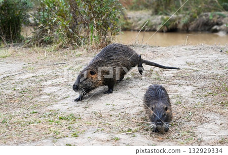 Adult and young nutria Myocastor coypus walking on the river bank. Brown wet fur rodents with long whiskers and webbed feet in natural habitat. Adult and young nutria Myocastor coypus walking on the river bank. Brown wet fur rodents with long whiskers and webbed feet in natural habitat. 132929334
