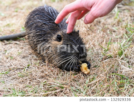 Nutria Myocastor coypus eating a banana while a human hand pets its head. Brown wet fur rodent with whiskers and webbed feet near water outdoors. Nutria Myocastor coypus eating a banana while a human hand pets its head. Brown wet fur rodent with whiskers and webbed feet near water outdoors. 132929336