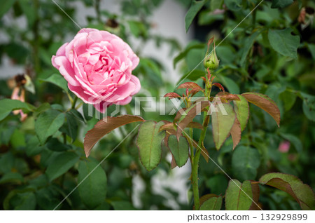 A rose bud before blooming in the garden. Roses are best known as ornamental plants grown for their flowers in the garden and sometimes indoors. 132929899