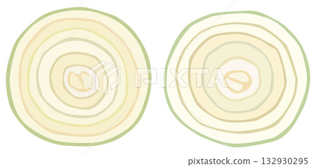 Illustration of sliced onion, cross section, vector material 132930295