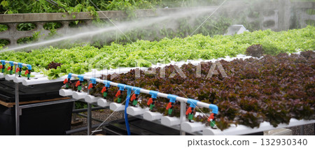 Banner fresh Red Oak Leaf Lettuce organic hydroponic vegetable plantation produce red salad hydroponic farm. Panorama red oak lettuce salad in Organic Farm. Salad farm vegetable with copy space 132930340