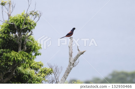 藍鳥棲息在枯樹上 132930466