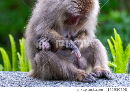 Yakuza macaque mother and child grooming World Natural Heritage Yakushima (Summer) Yakuza macaque mother and child grooming World Natural Heritage Yakushima (Summer) 132930598