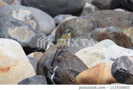 A Northern Long-toed Wagtail perched on a rock A Northern Long-toed Wagtail perched on a rock 132930605