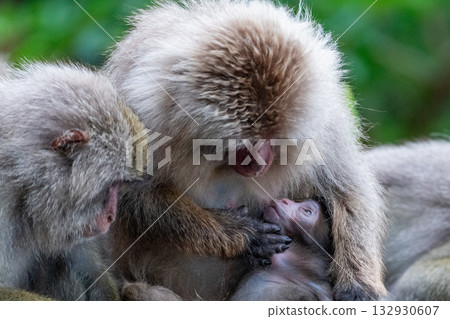 黑幫獼猴母子哺乳 世界自然遺產屋久島（夏季） 132930607