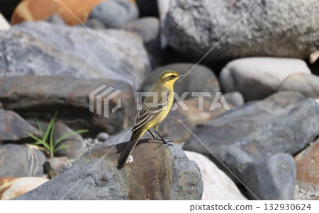 一隻長趾麥雞棲息在岩石上 132930624