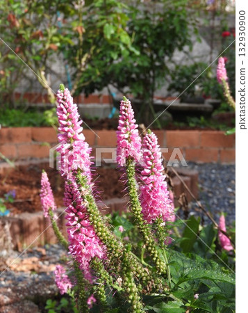 婆婆納，車前科多年生植物 132930900