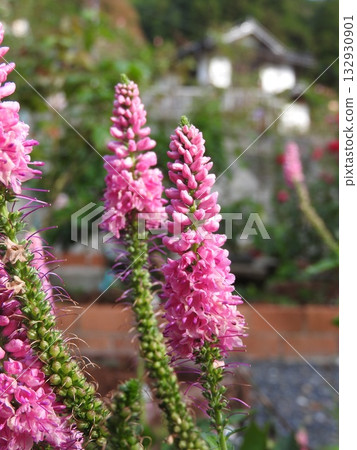 Veronica, a perennial plant of the Plantaginaceae family Veronica, a perennial plant of the Plantaginaceae family 132930901