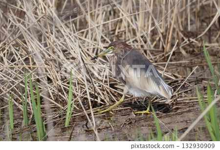 一隻身披夏羽的紅冠夜鷺漫步在濕地中 132930909