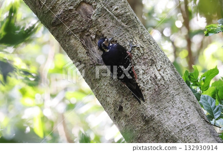 一隻雌性大斑啄木鳥正在爬樹幹 132930914