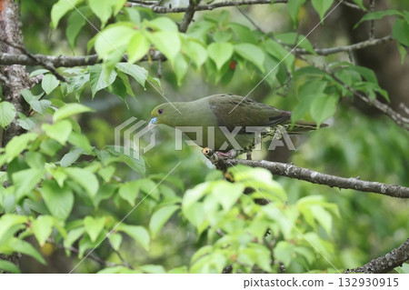 雌性藍白果鴿 132930915