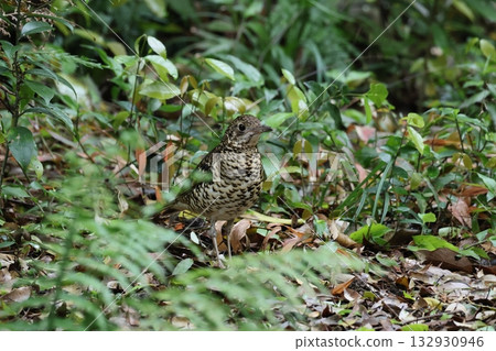 一隻南方黑鷂在地面上行走 132930946
