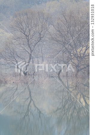 白河湖的沈水森林 春天的景色 白河湖的沈水森林 春天的景色 132931018