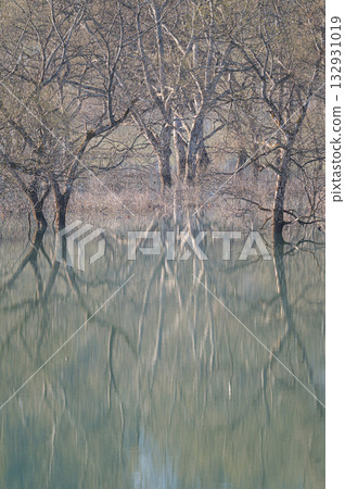 Submerged forest of Lake Shirakawa Spring scenery Submerged forest of Lake Shirakawa Spring scenery 132931019