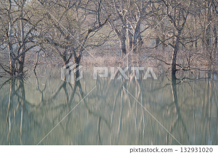 白河湖的沈水森林 春天的景色 132931020
