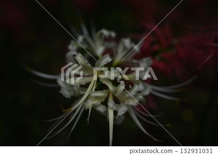 Cluster amaryllis 132931031