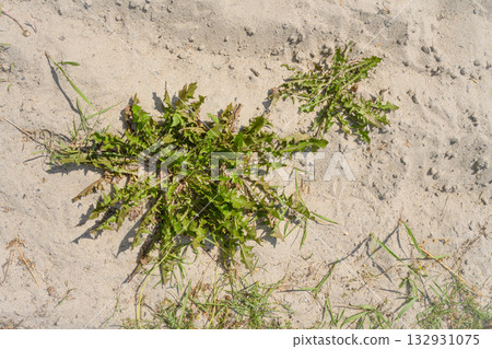 Milkweed grass with spreading leaves on the sand in summer Milkweed grass with spreading leaves on the sand in summer 132931075