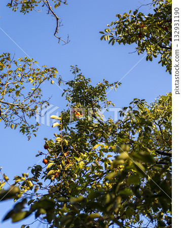 柿子樹的果實 132931190