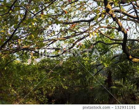 柿子樹的果實 柿子樹的果實 132931191