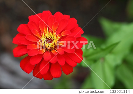 百日草的紅色花朵 百日草的紅色花朵 132931314