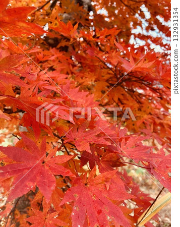 鮮紅的秋葉特寫(11月,福島縣只見町只見車站附近) 鮮紅的秋葉特寫(11月,福島縣只見町只見車站附近) 132931354