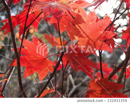 Beautiful autumn leaves of the Sugar Maple 132931359