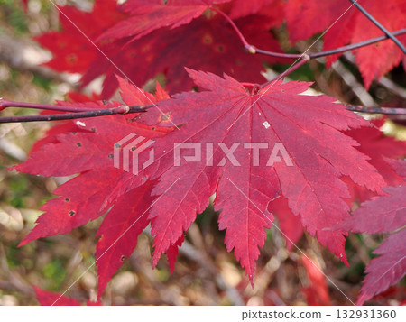 Beautiful autumn leaves of the Sugar Maple 132931360
