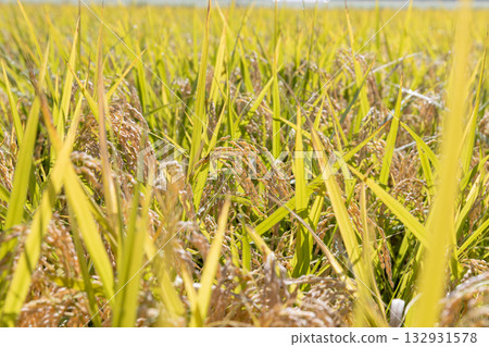 收成時的水稻穗 品種：雪若丸 132931578