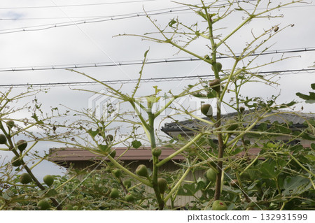Damage to figs caused by cutworms 132931599