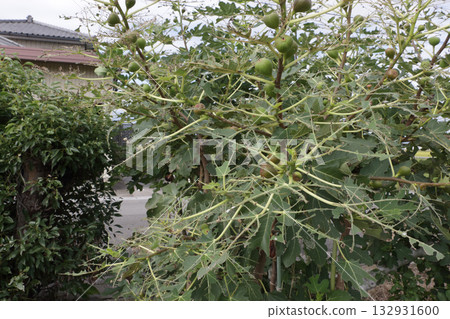 Damage to figs caused by cutworms 132931600