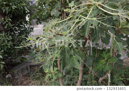 無花果樹因地老虎而受損 132931601