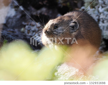 Pika, a survivor of the Ice Age Pika, a survivor of the Ice Age 132931698