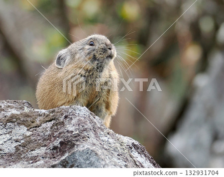 Pika, a survivor of the Ice Age 132931704