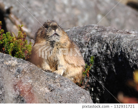 Pika, a survivor of the Ice Age Pika, a survivor of the Ice Age 132931721