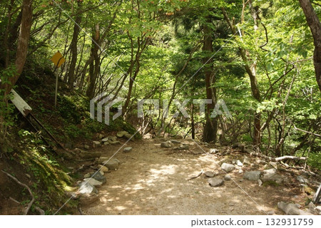 A refreshing view of a footpath leading through a forest shining with fresh greenery 132931759