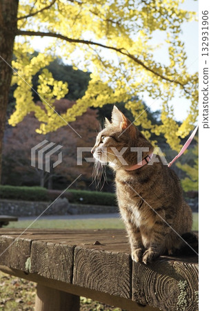 秋葉和貓 132931906