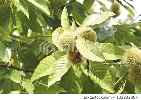 Chestnut Tree② 132932067