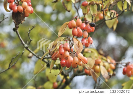 Cornus ④ 132932072