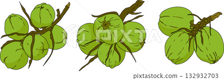 Vector colored illustrations of coconuts. Perfect for tropical for food themed designs. Vector colored illustrations of coconuts. Perfect for tropical for food themed designs. 132932703