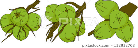Vector colored illustrations of coconuts. Perfect for tropical for food themed designs. Vector colored illustrations of coconuts. Perfect for tropical for food themed designs. 132932708