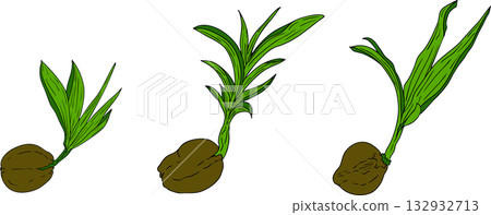 Vector colored illustrations of coconuts. Perfect for tropical for food themed designs. Vector colored illustrations of coconuts. Perfect for tropical for food themed designs. 132932713