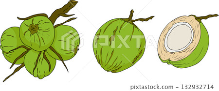 Vector colored illustrations of coconuts. Perfect for tropical for food themed designs.  132932714