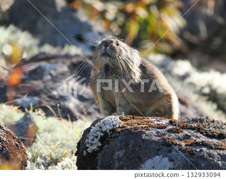 Pika, a survivor of the Ice Age Pika, a survivor of the Ice Age 132933094